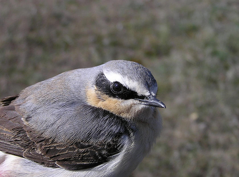 Northern Wheatear, Sundre 20050514